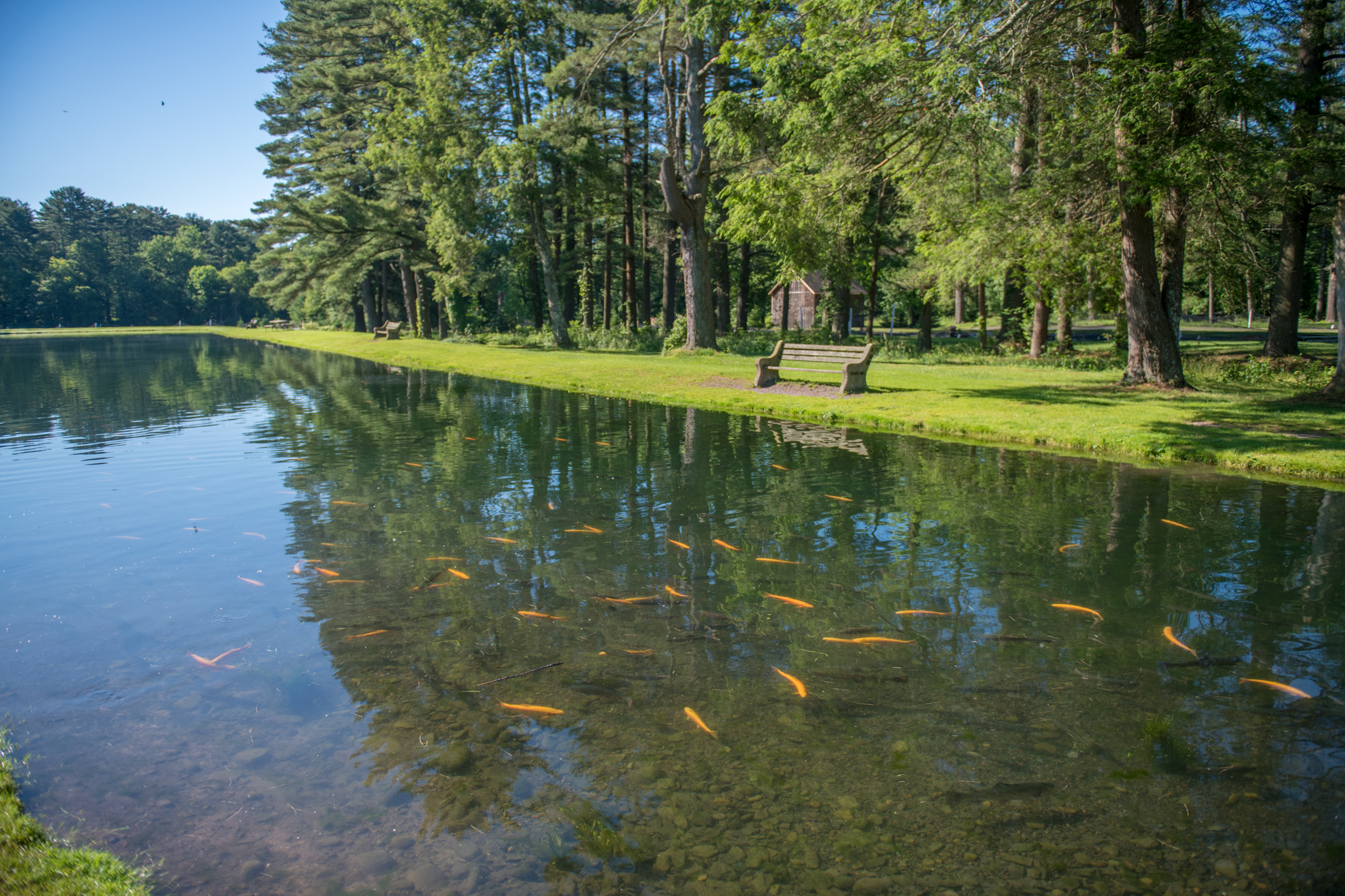 Trout fishing pond